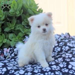 Kylie, Pomeranian Puppy