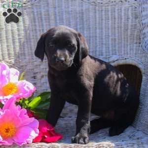 Kylie, Black Labrador Retriever Puppy