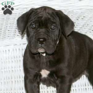 Kylie, Presa Cane Canario Puppy