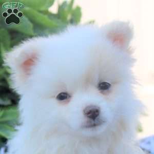 Kylie, Pomeranian Puppy