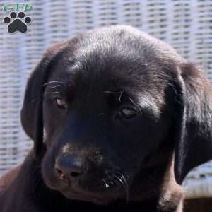 Kylie, Black Labrador Retriever Puppy