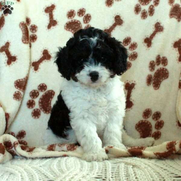 Kylo, Cavapoo Puppy