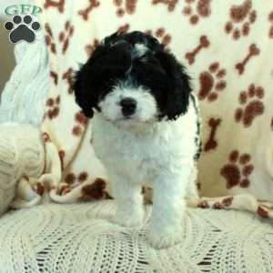 Kylo, Cavapoo Puppy