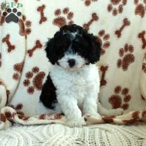 Kylo, Cavapoo Puppy