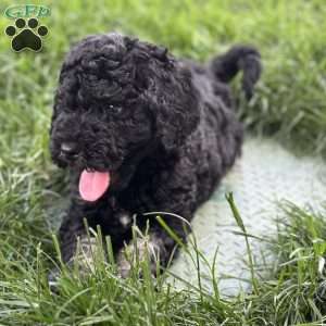 Lola, Mini Bernedoodle Puppy