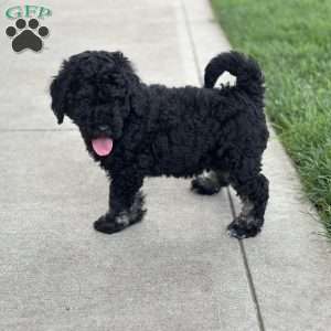 Lola, Mini Bernedoodle Puppy