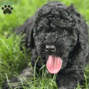 Lola, Mini Bernedoodle Puppy