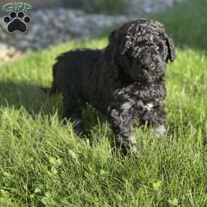 Lola, Mini Bernedoodle Puppy