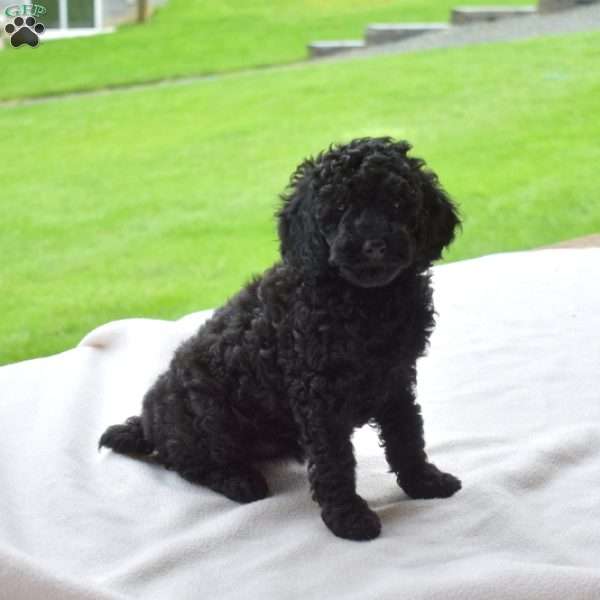 Lacy, Miniature Poodle Puppy
