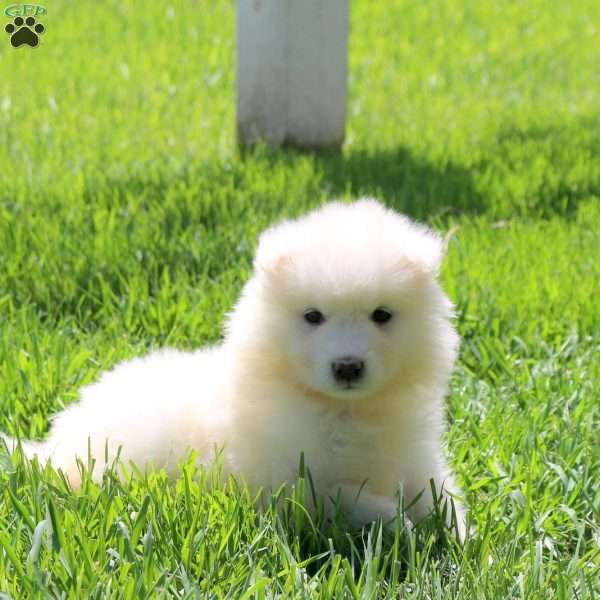 Lacy, Samoyed Puppy