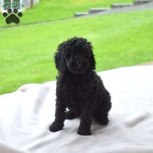 Lacy, Miniature Poodle Puppy