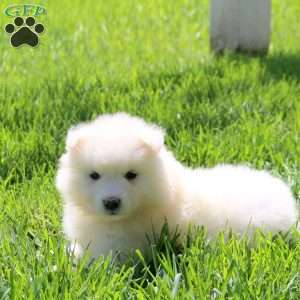 Lacy, Samoyed Puppy
