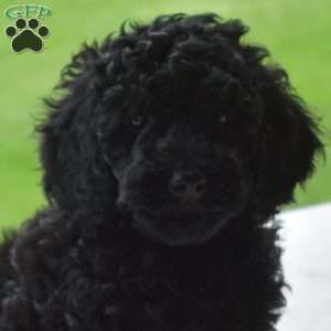 Lacy, Miniature Poodle Puppy