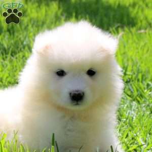 Lacy, Samoyed Puppy