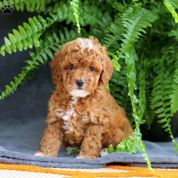 Lacy, Miniature Poodle Puppy