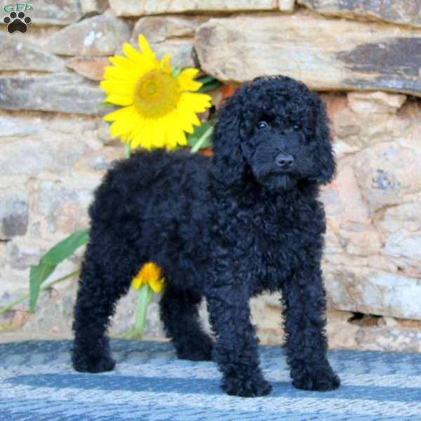 Lacy, Miniature Poodle Puppy