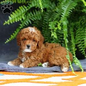 Lacy, Miniature Poodle Puppy