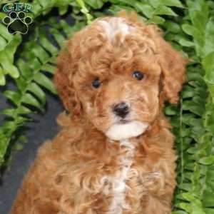 Lacy, Miniature Poodle Puppy