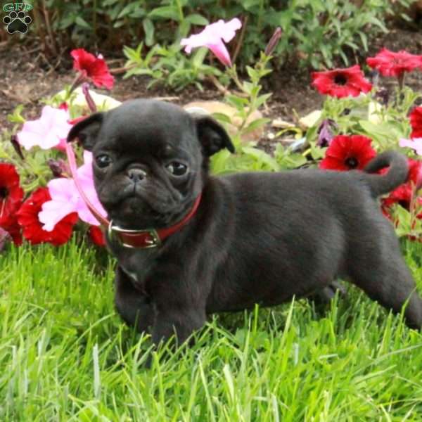 Ladybug, Pug Puppy
