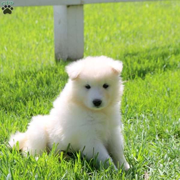 Lamar, Samoyed Puppy