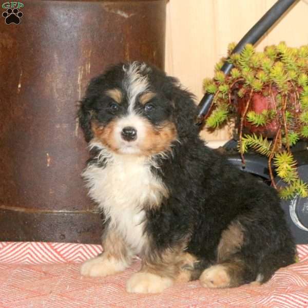 Landon, Bernedoodle Puppy