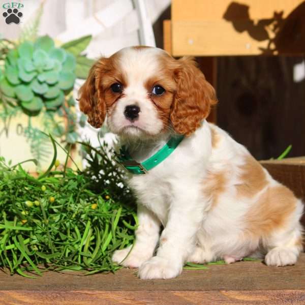 Landon, Cavalier King Charles Spaniel Puppy