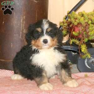 Landon, Bernedoodle Puppy