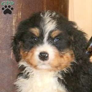 Landon, Bernedoodle Puppy