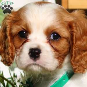 Landon, Cavalier King Charles Spaniel Puppy