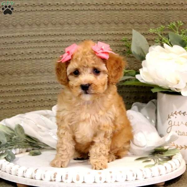 Larissa, Maltipoo Puppy
