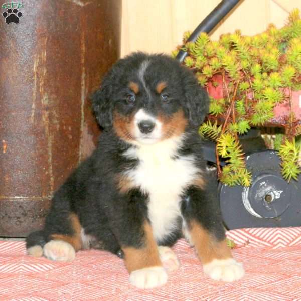 Lark, Bernedoodle Puppy
