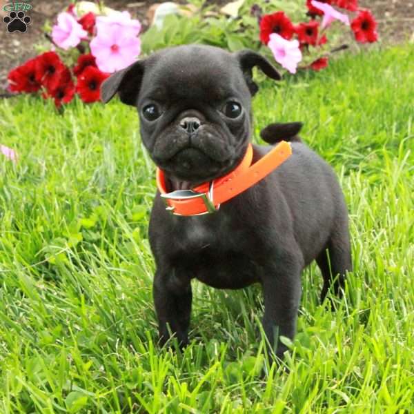 Lark, Pug Puppy