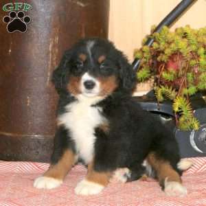 Lark, Bernedoodle Puppy