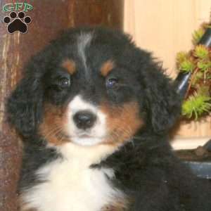 Lark, Bernedoodle Puppy