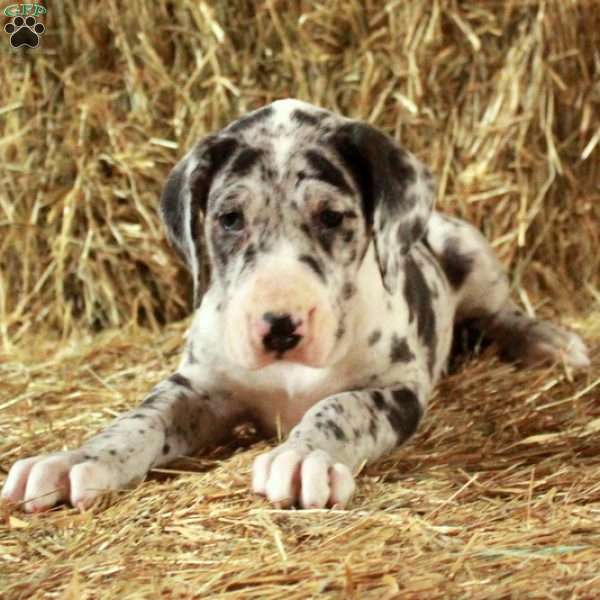 Larry, Great Dane Puppy