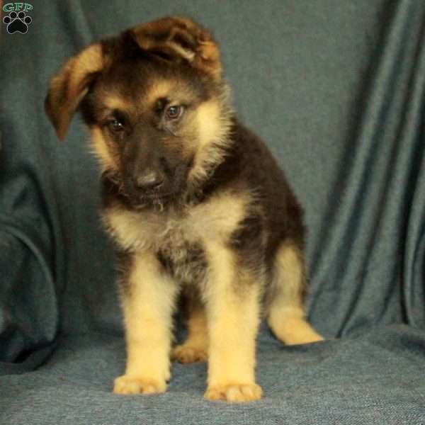 Larry, German Shepherd Puppy