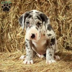 Larry, Great Dane Puppy