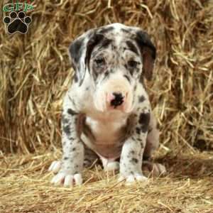 Larry, Great Dane Puppy