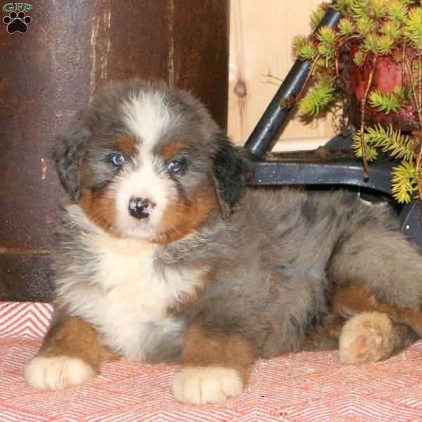 Laura, Bernedoodle Puppy