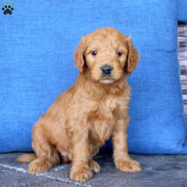 Laura, Goldendoodle Puppy