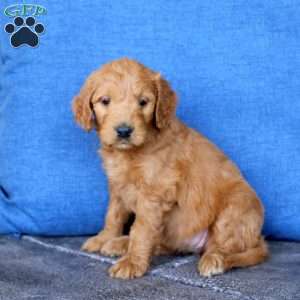 Laura, Goldendoodle Puppy