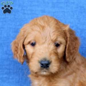 Laura, Goldendoodle Puppy