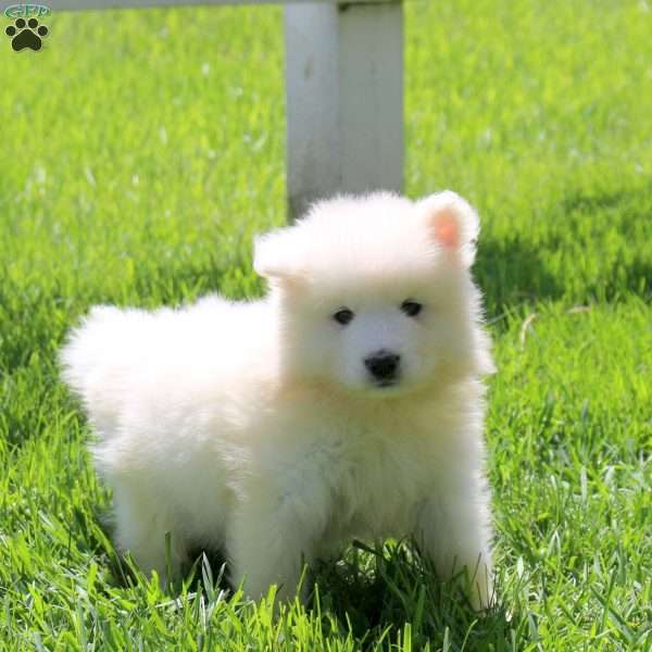 Lavern, Samoyed Puppy