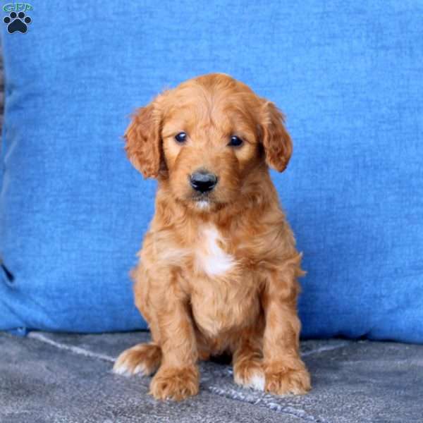 Layla, Goldendoodle Puppy