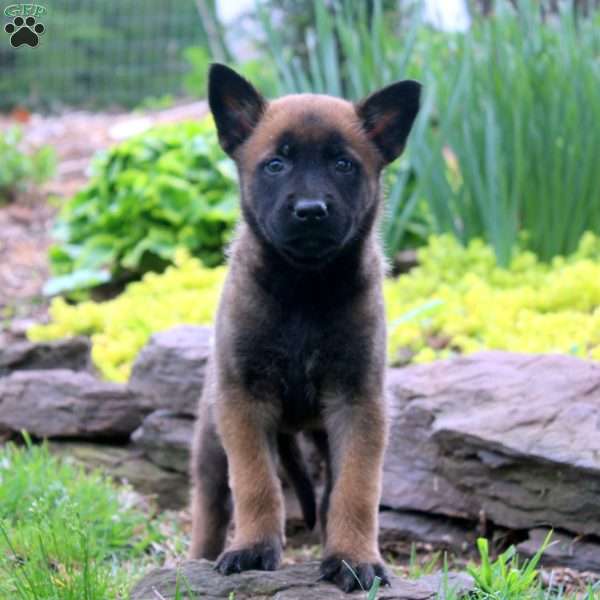 Layla, Belgian Malinois Puppy