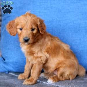 Layla, Goldendoodle Puppy