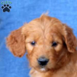 Layla, Goldendoodle Puppy