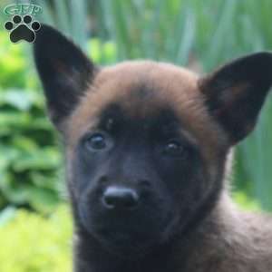 Layla, Belgian Malinois Puppy