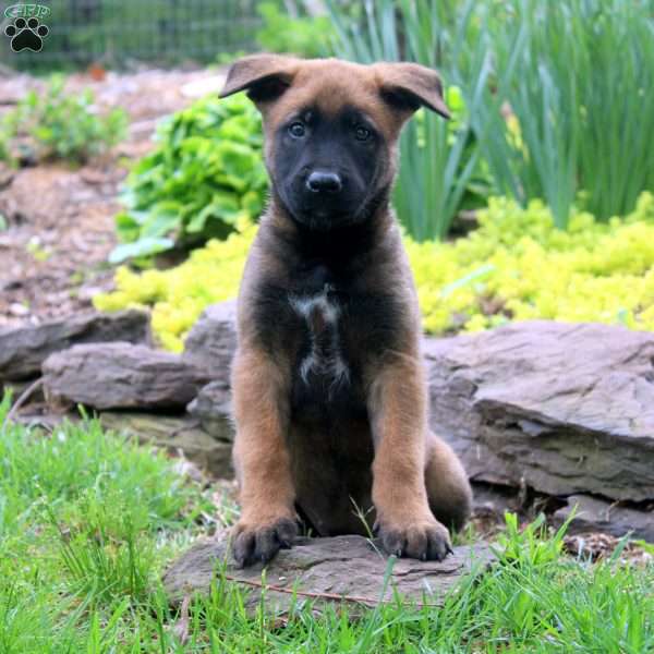 Leah, Belgian Malinois Puppy