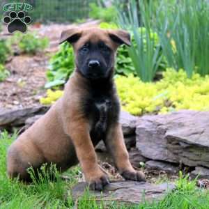 Leah, Belgian Malinois Puppy